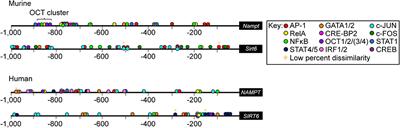 Metabolic Regulators Nampt and Sirt6 Serially Participate in the Macrophage Interferon Antiviral Cascade